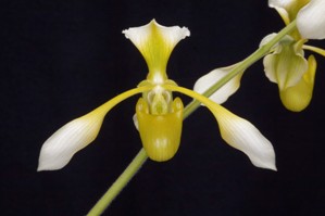 Paphiopedilum Toni Semple Claire De Lune AM/AOS 82 pts.